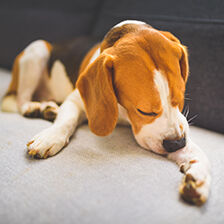 dog looking at paw